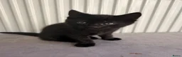 Domestic Shorthair cats for sale: X2 black male kittens one fluffy one short haired  in Broxbourne - Advert 3