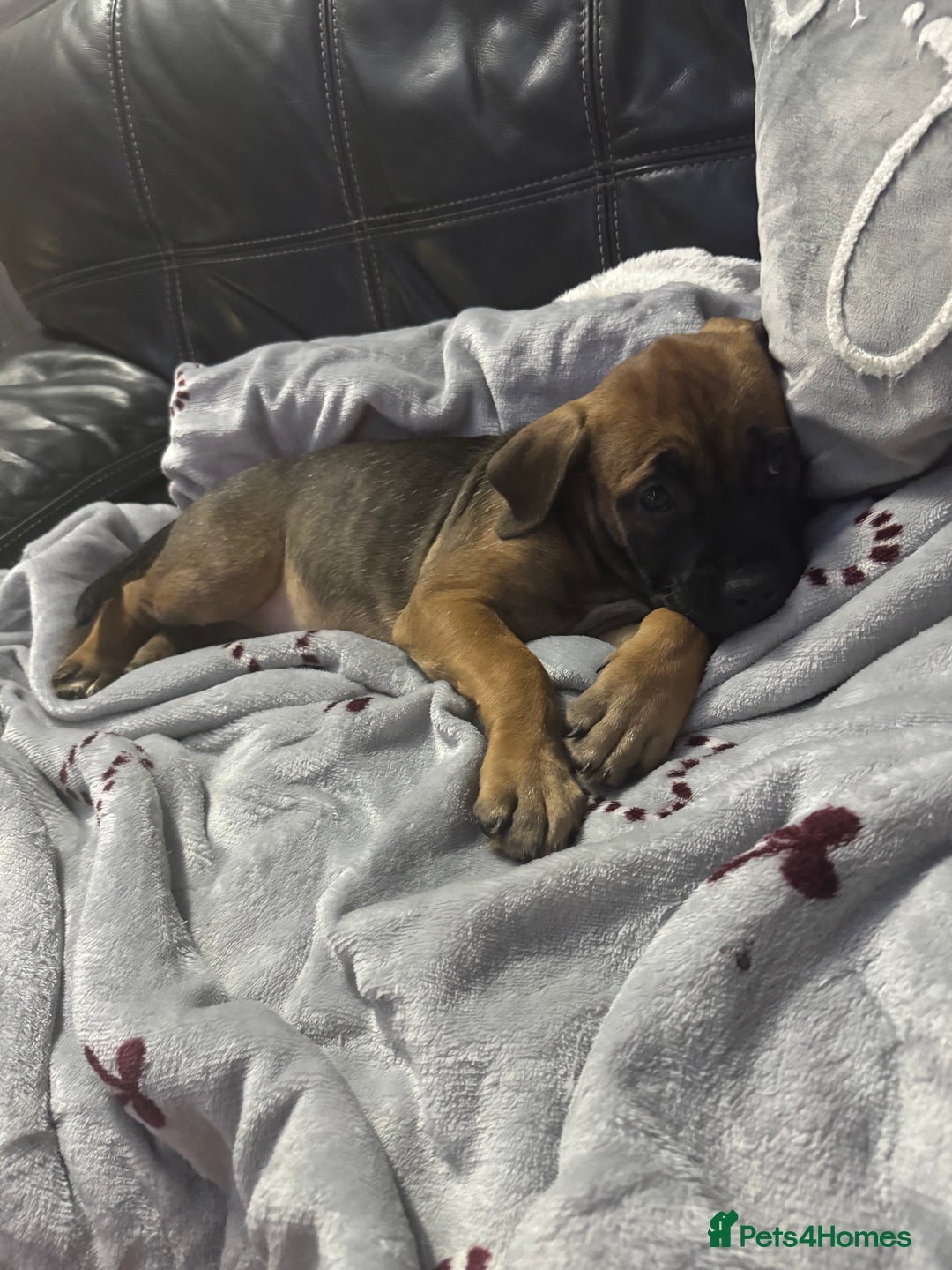 Mixed Breed dogs for sale: American Staff x Bullmastiff Pups  - Advert 28