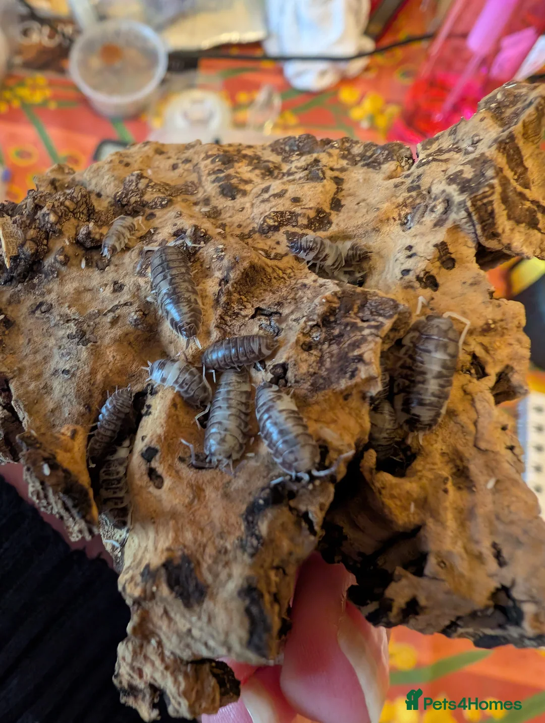 Isopods invertebrates for sale: Mand species of isopods available  - Advert 1