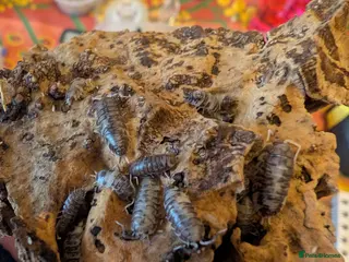 Isopods invertebrates Mand species of isopods available - Advert 9