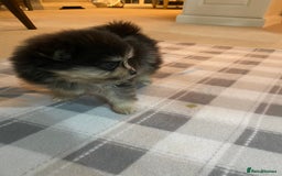 Pomeranian dogs for sale: Stunning litter merl Pomeranian - Image 29