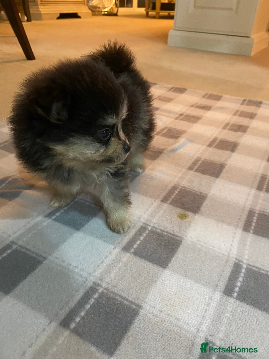 Pomeranian dogs for sale: Stunning litter merl Pomeranian - Image 29