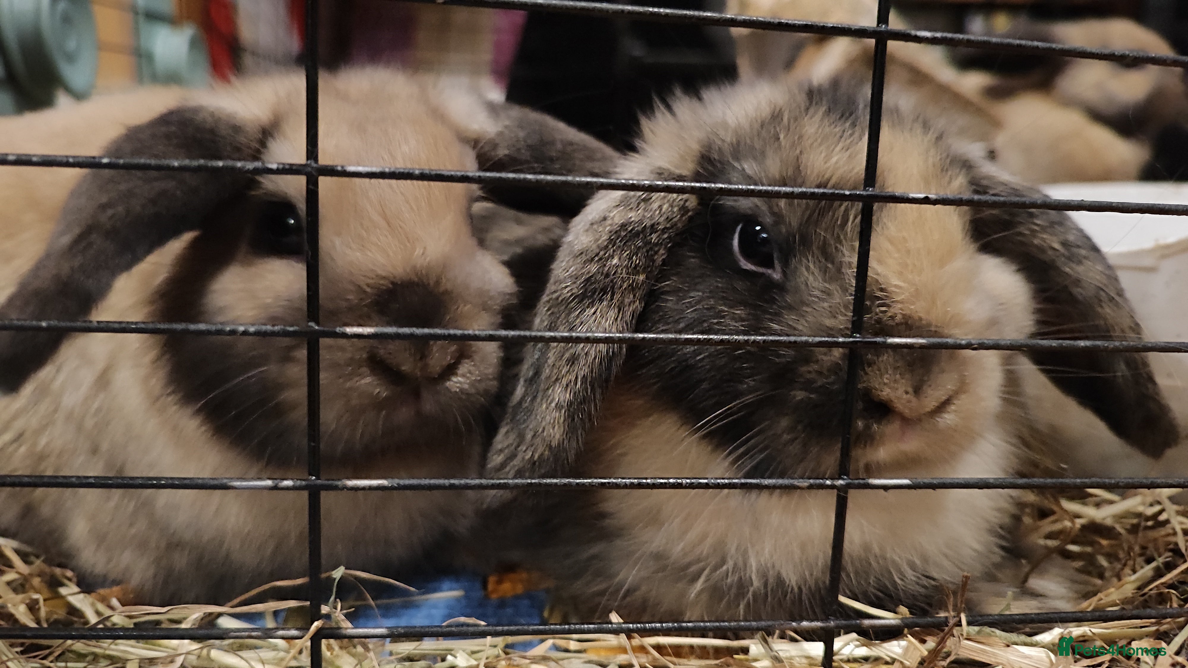 Mini Lop rabbits Mini lops  - Advert 9