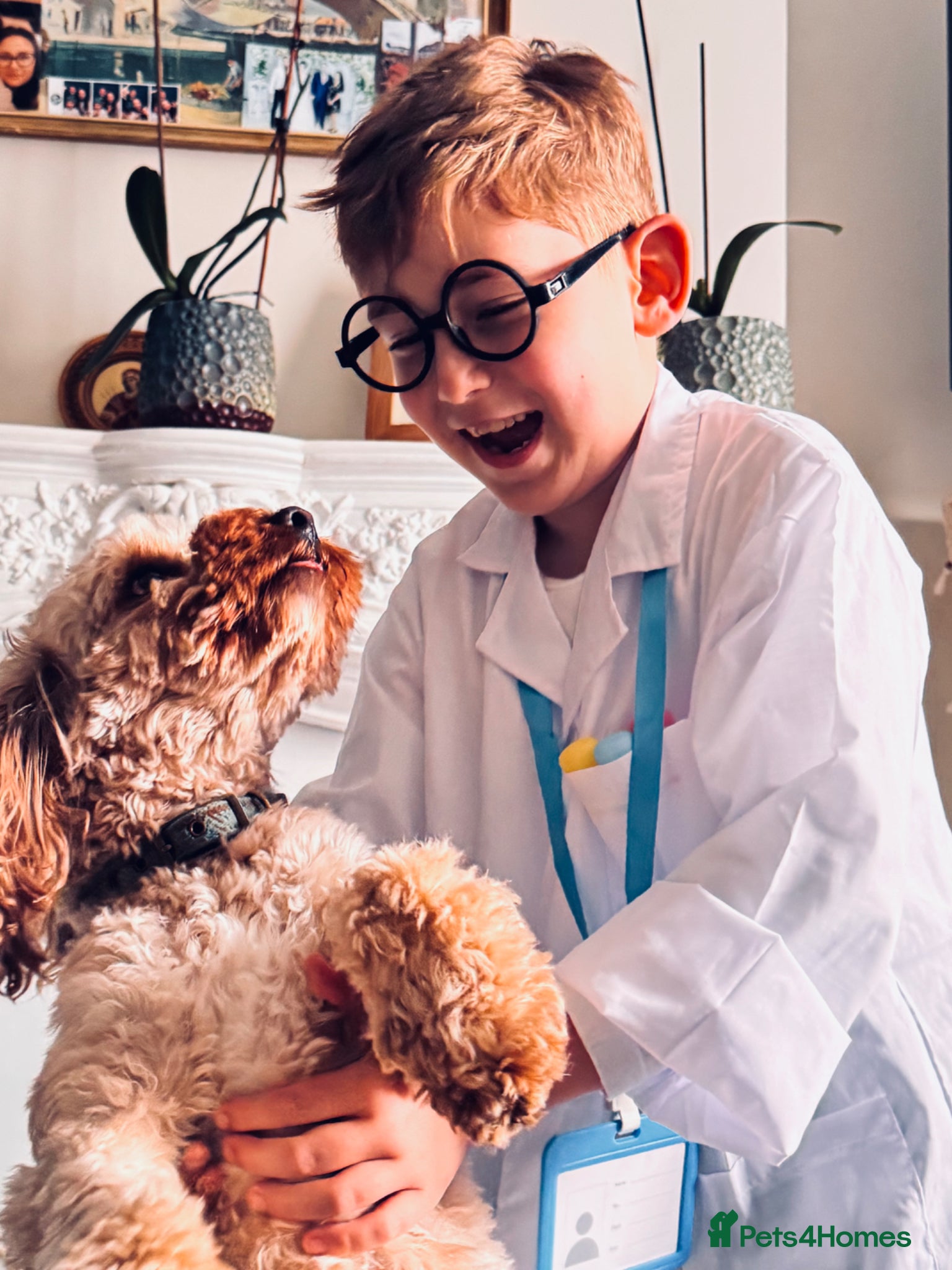 Cavapoo dogs for stud: Teddy – Available for Stud in Romford - Advert 3