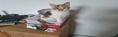 Mixed Breed Kitten 3