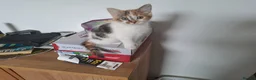 Mixed Breed cats for sale: 4 kittens ready for new homes - Advert 4