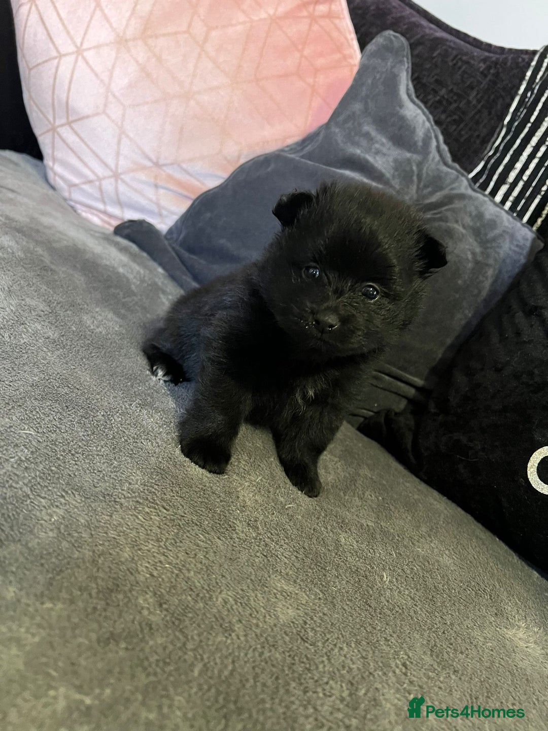 Pomeranian dogs for sale: Beautiful litter of 3 black pomeranian pups.  - Image 4