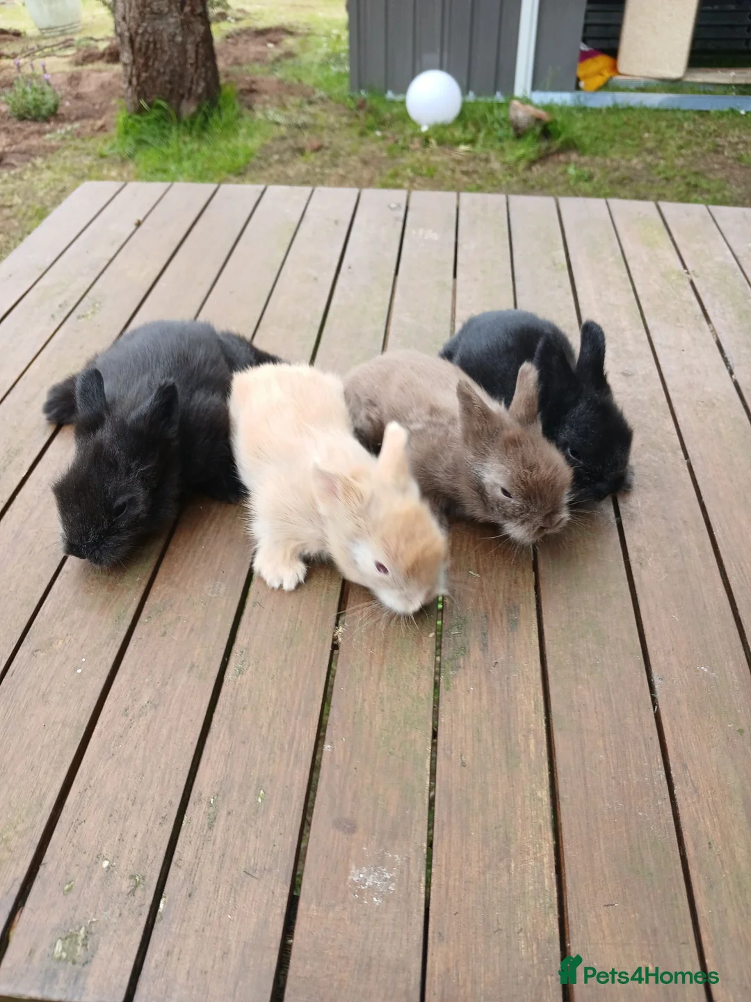 Lionhead rabbits for sale: Beautiful babies  - Advert 2