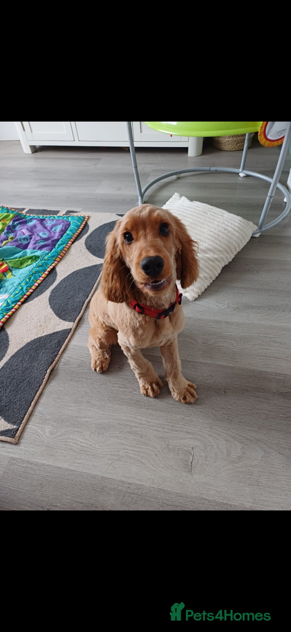 Cocker Spaniel dogs Male Cocker Spaniel - Advert 1