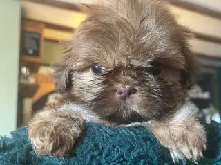 Shih Tzu dogs American imperial shihtzu - Advert 16