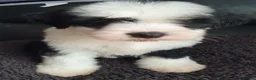 Tibetan Terrier dogs for sale: 1 STUNNING MALE Tibtan Terrier - Advert 1