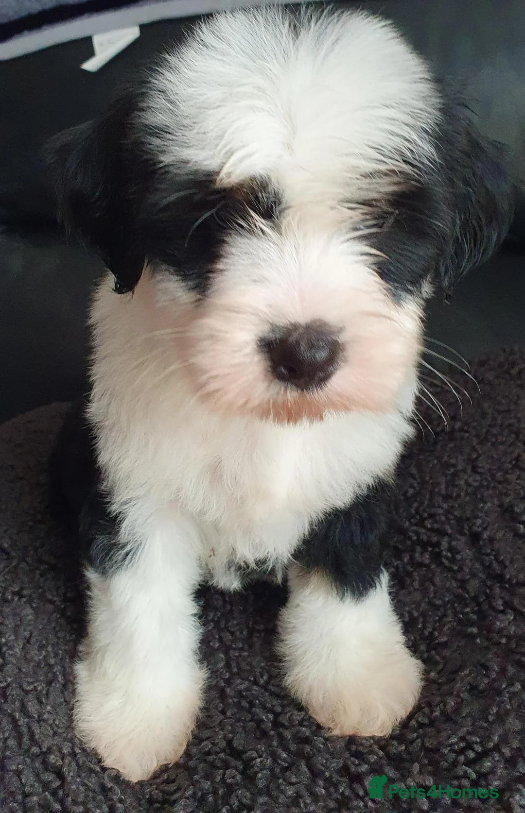 Tibetan Terrier dogs for sale: 1 STUNNING MALE Tibtan Terrier - Advert 1
