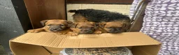 Lakeland Terrier dogs for sale: Lakeland puppies for sale in Builth Wells - Advert 5