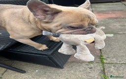 French Bulldog dogs for sale: Reggie - French bulldog  - Image 3