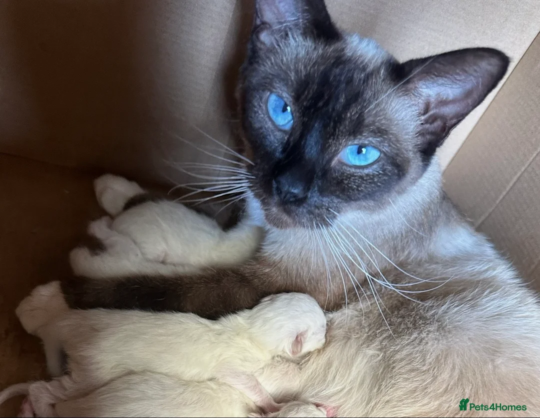 Ragdoll cats for sale: Ragdolls kitten 1 boy 2 girls Dob 12/11/25 - Advert 11