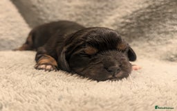 Cavalier King Charles Spaniel dogs for sale: 💖KC Registered Cavalier King Charles Spaniel Pups - Image 3