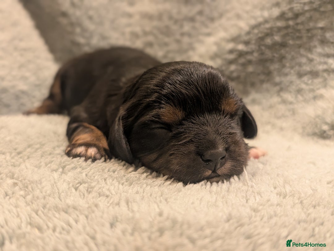 Cavalier King Charles Spaniel dogs for sale: 💖KC Registered Cavalier King Charles Spaniel Pups - Image 3