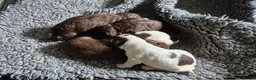 Sproodle dogs for sale: Gorgeous litter of Sproodle Pups  - Advert 13
