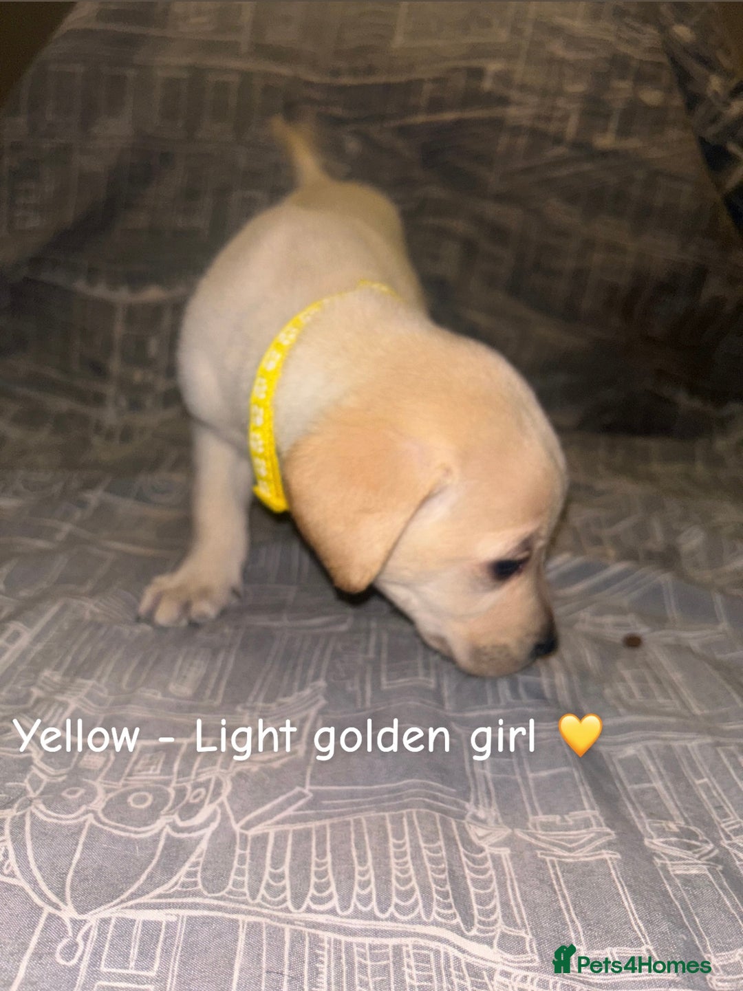 Labrador Retriever dogs for sale: 8 Labrador puppies for sale 🤍 - Advert 21