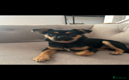 Mixed Breed dogs for sale: Juno  - Advert 1