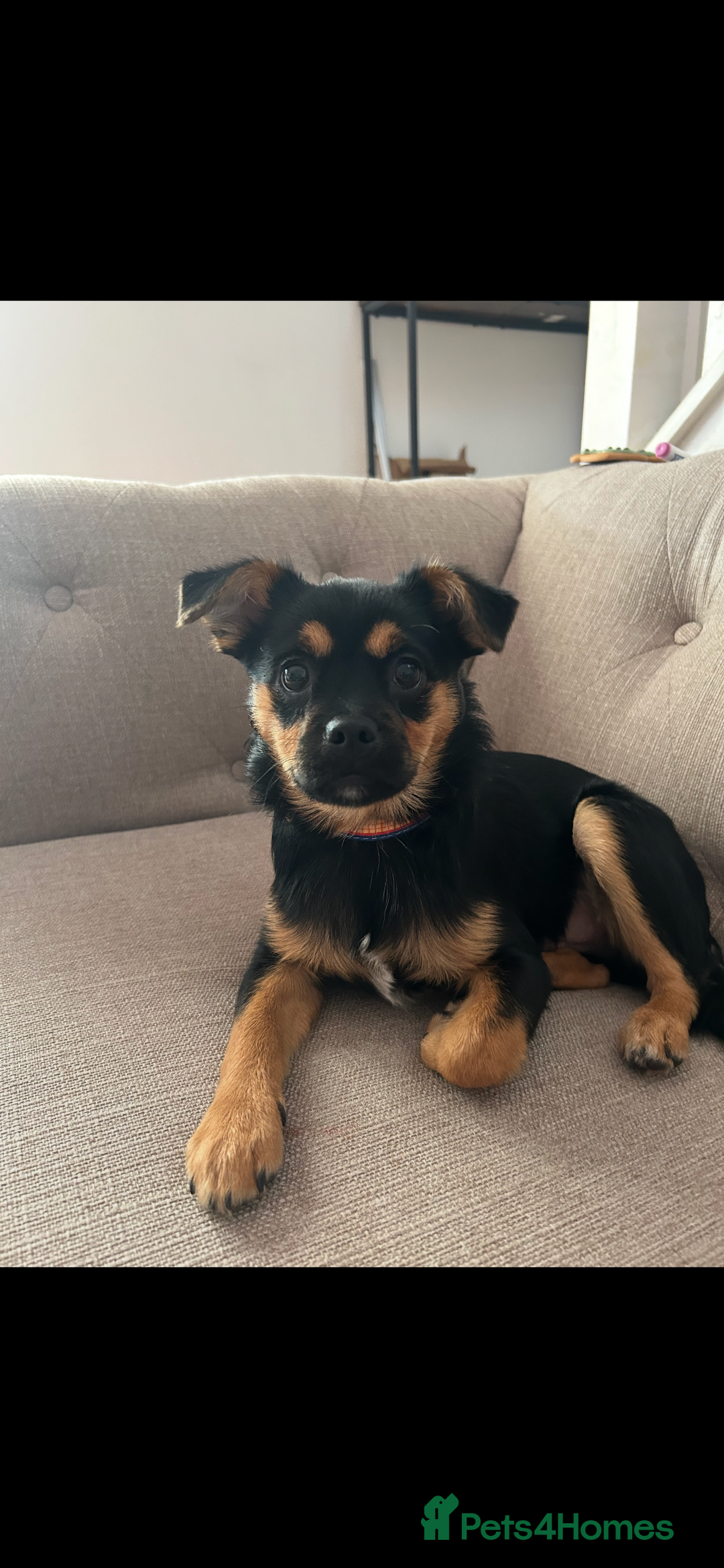 Mixed Breed dogs for sale: Juno  - Advert 1