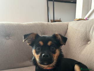 Mixed Breed dogs Juno - Advert 12