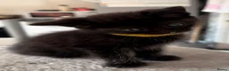 Mixed Breed cats for sale: Six beautiful kittens ready for their new homes 🏡 in Willenhall - Advert 6