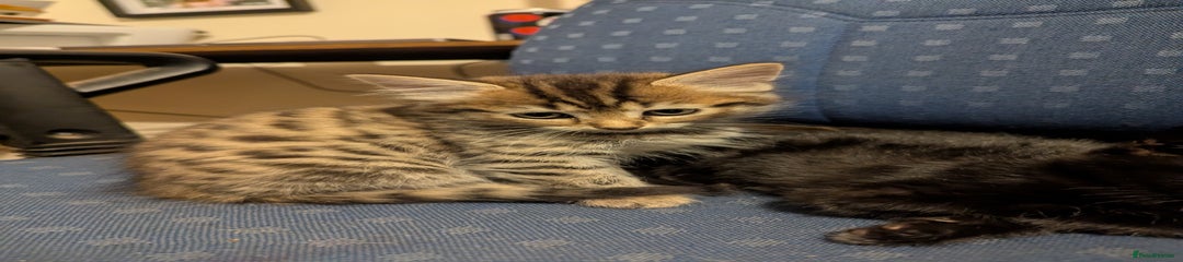 Mixed Breed Kitten 3