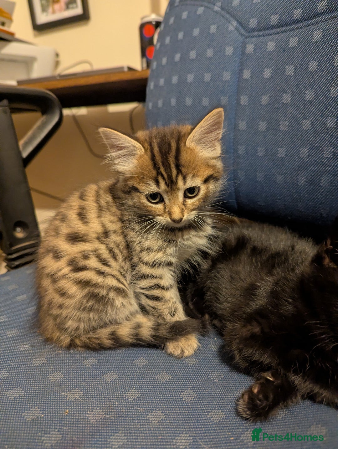 Mixed Breed cats for sale: Beautiful Kittens Ready Now - Image 5