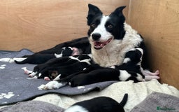 Border Collie dogs for sale: Beautiful border collie pups  - Image 3