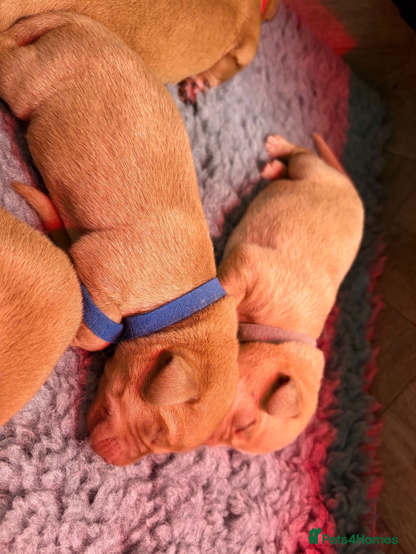 Labrador Retriever dogs 7 KC Reg Labrador champion bloodline Puppies - Advert 2