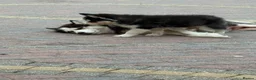 Siberian Husky dogs for sale: Puppy Siberian Husky  - Advert 15