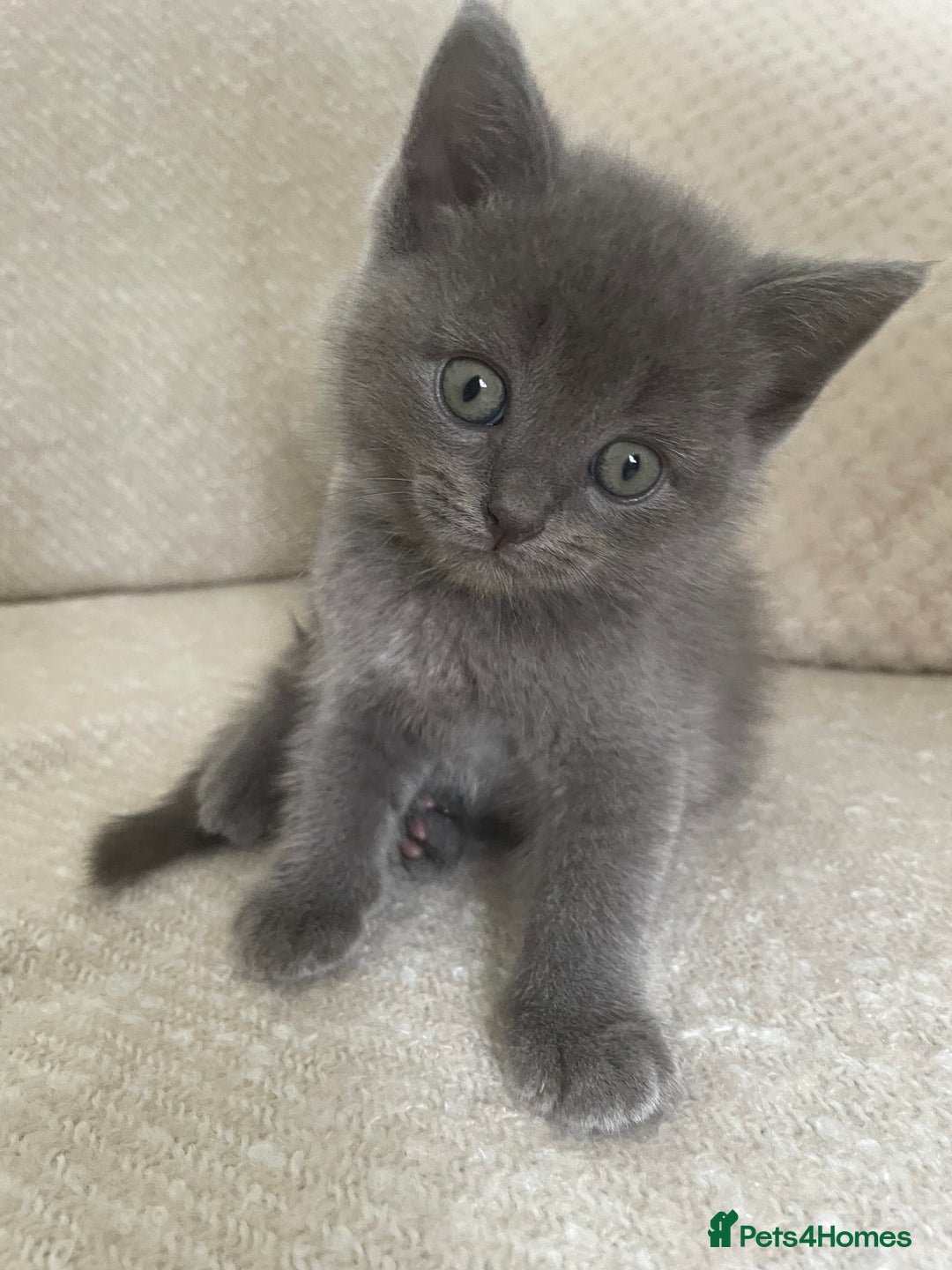Ragdoll cats for sale: Cuddly & Sweet Ragdolls - Image 11