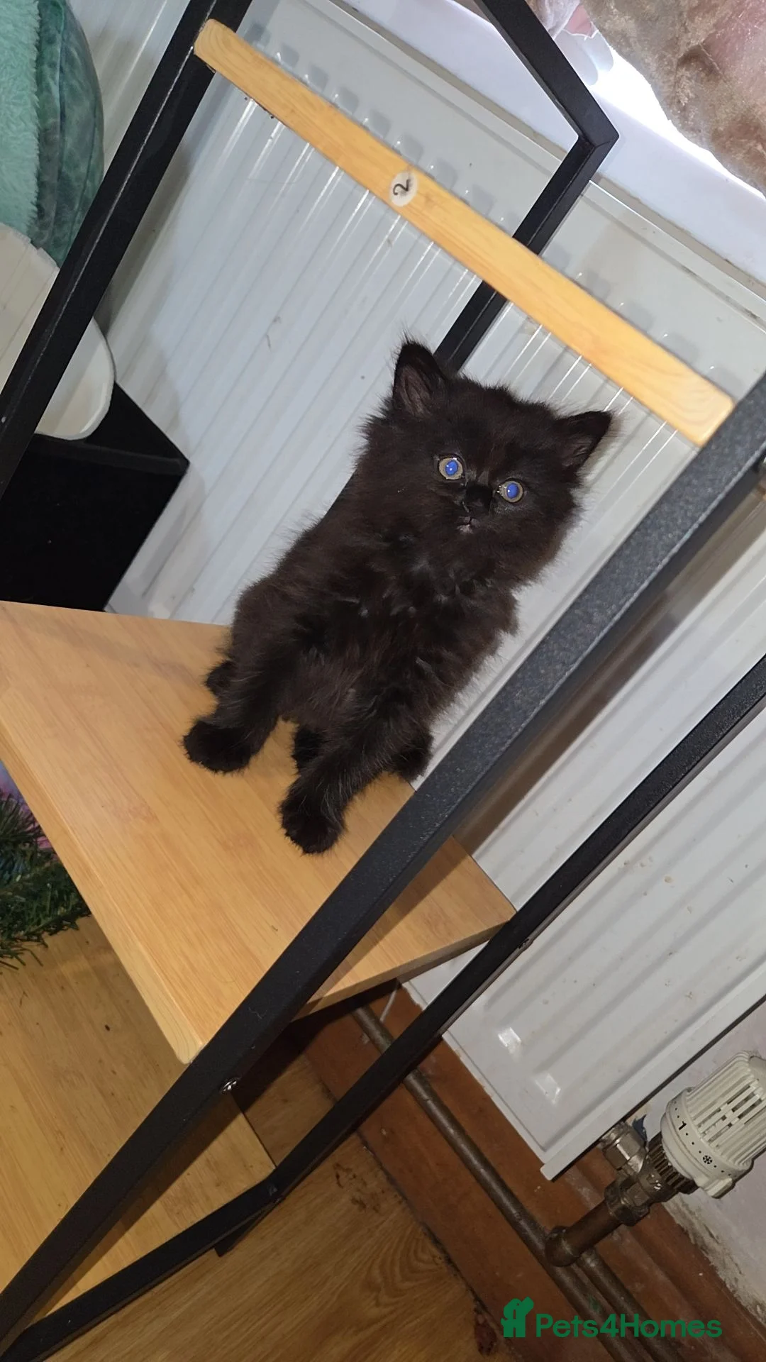 Mixed Breed cats for sale: BEAUTIFUL MIXED KITTENS - Advert 2