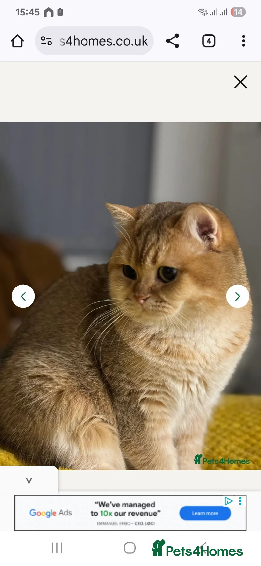 British Shorthair cats for sale: 💞Lovely kittens in beautiful colours🩵 booking - Advert 2