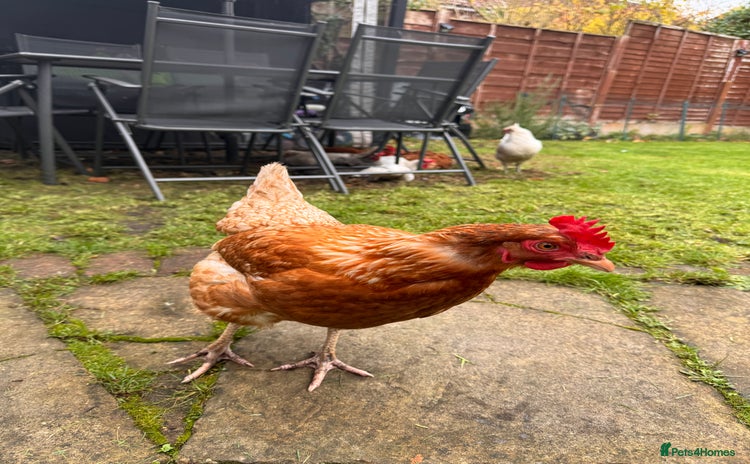 Chickens poultry - Advert 4