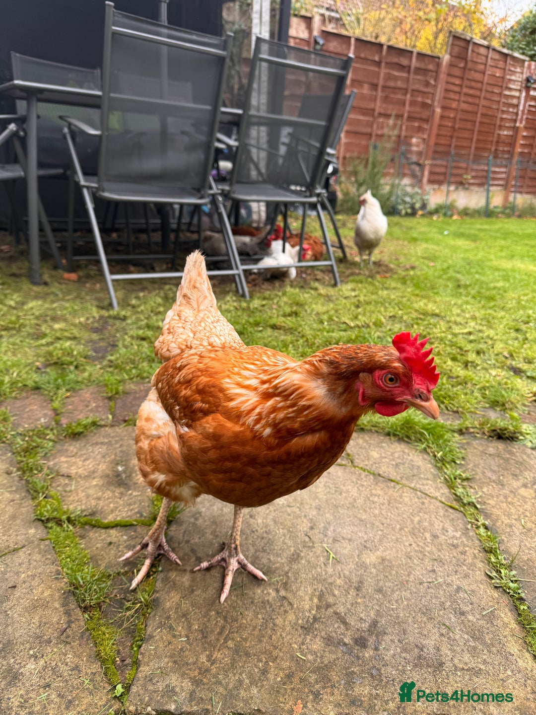 Chickens poultry for sale: x 8 Egg laying chickens  - Image 1