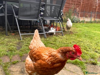 Chickens poultry - Advert 1