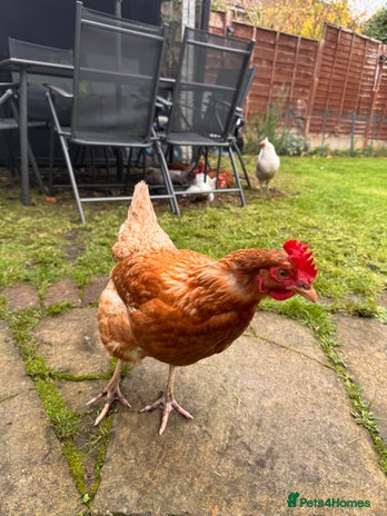 Chickens poultry - Advert 4