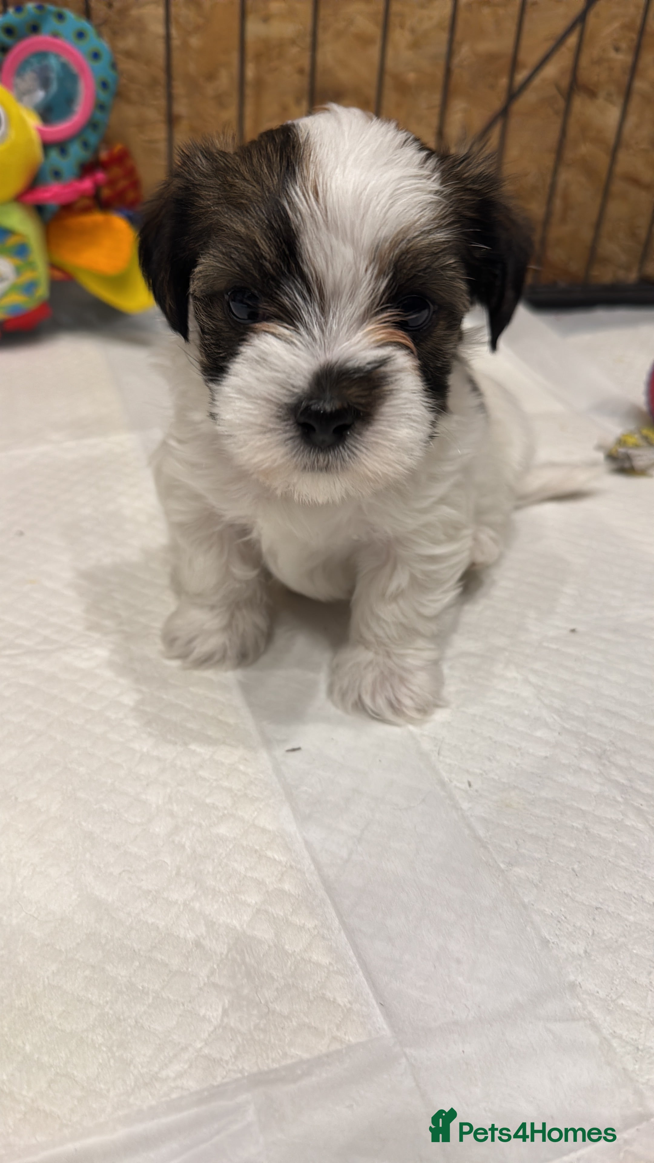 Mixed Breed dogs Parson Russell X mini Biewer long coated pups  - Advert 4