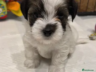 Mixed Breed dogs Parson Russell X mini Biewer long coated pups - Advert 5