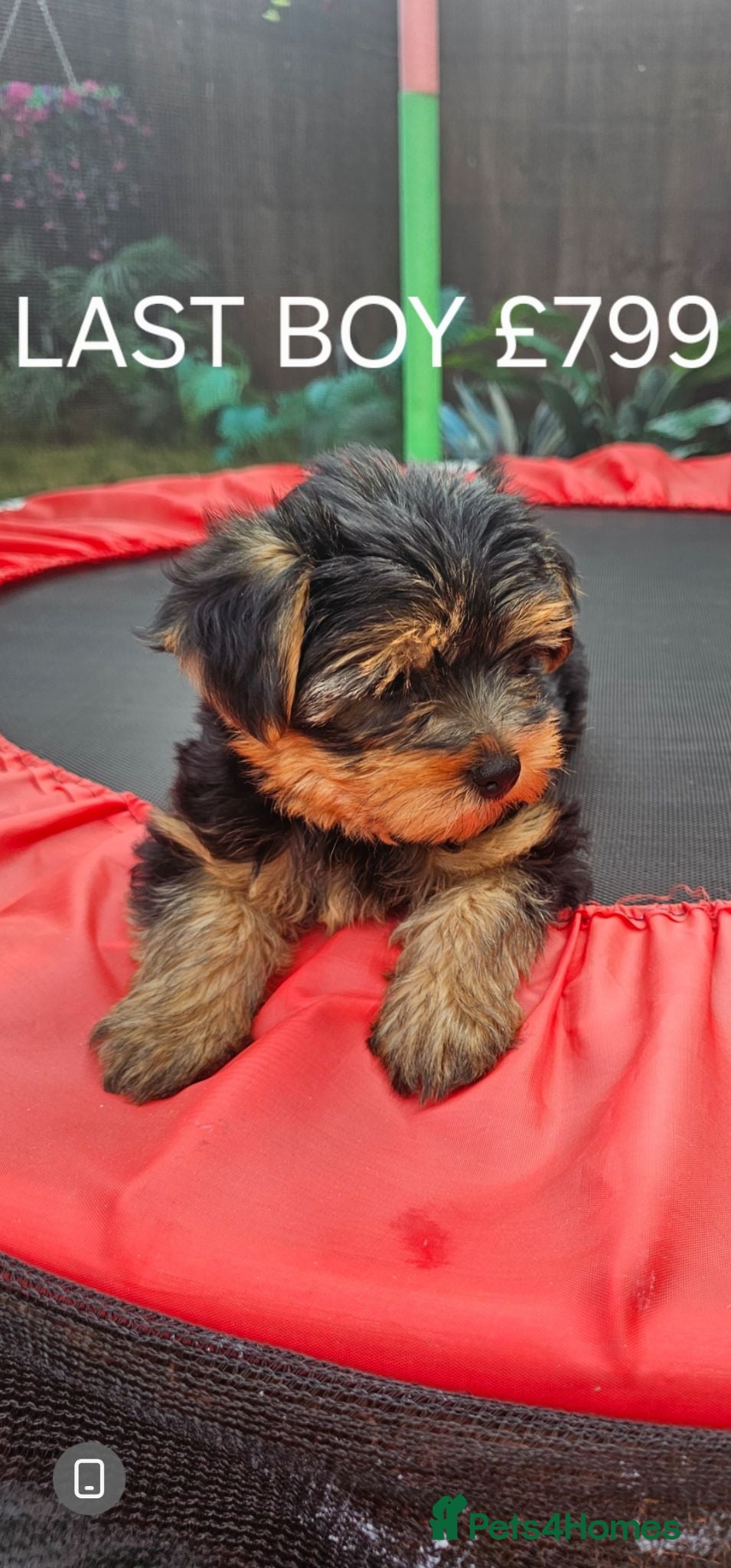 Yorkshire Terrier dogs Yorkshire terrier puppies - Advert 2