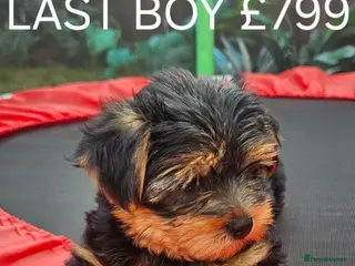 Yorkshire Terrier dogs Yorkshire terrier puppies - Advert 2