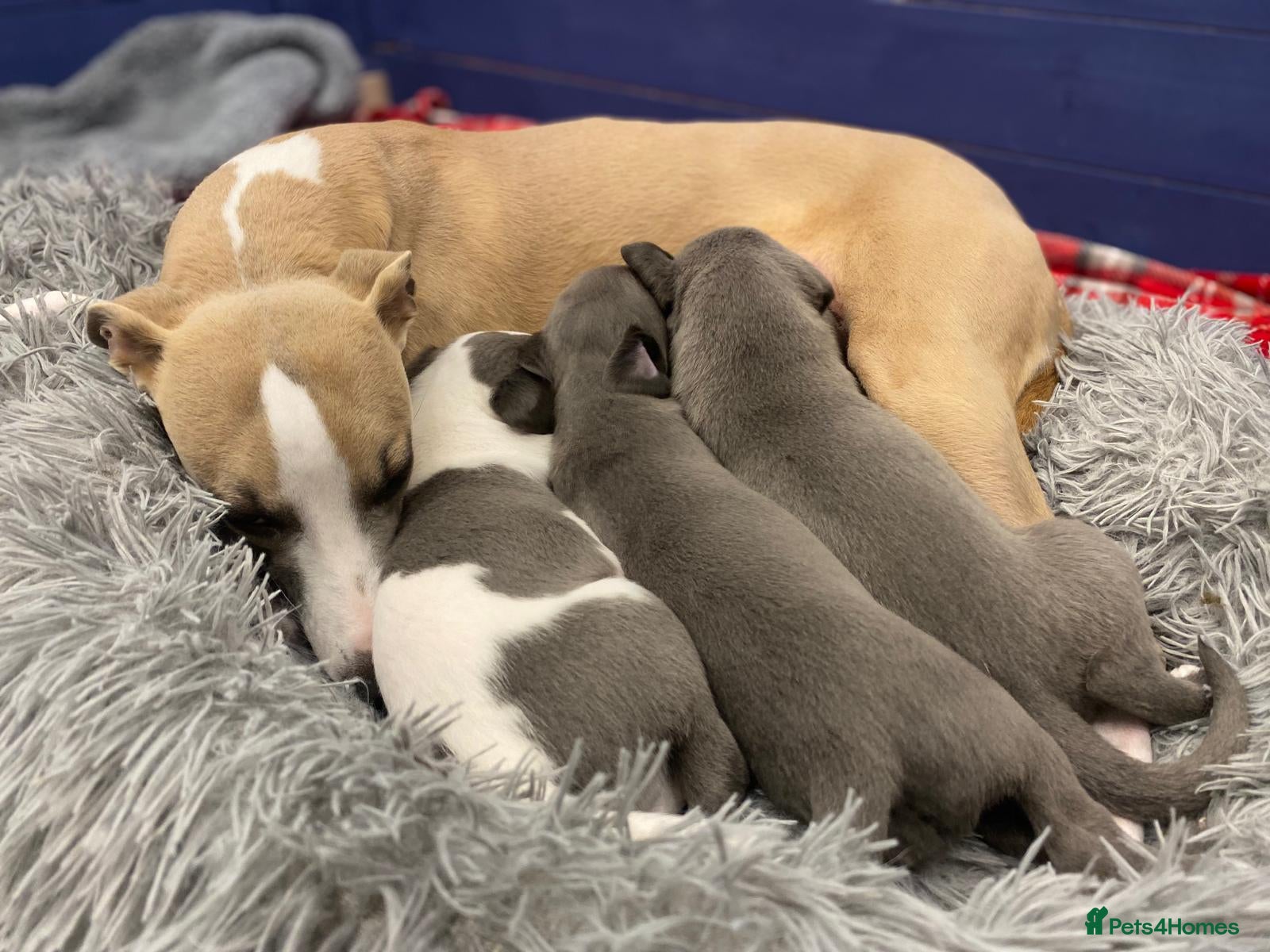 Whippet dogs Litter of 3 beautiful KC Whippets, Sheffield  - Advert 1