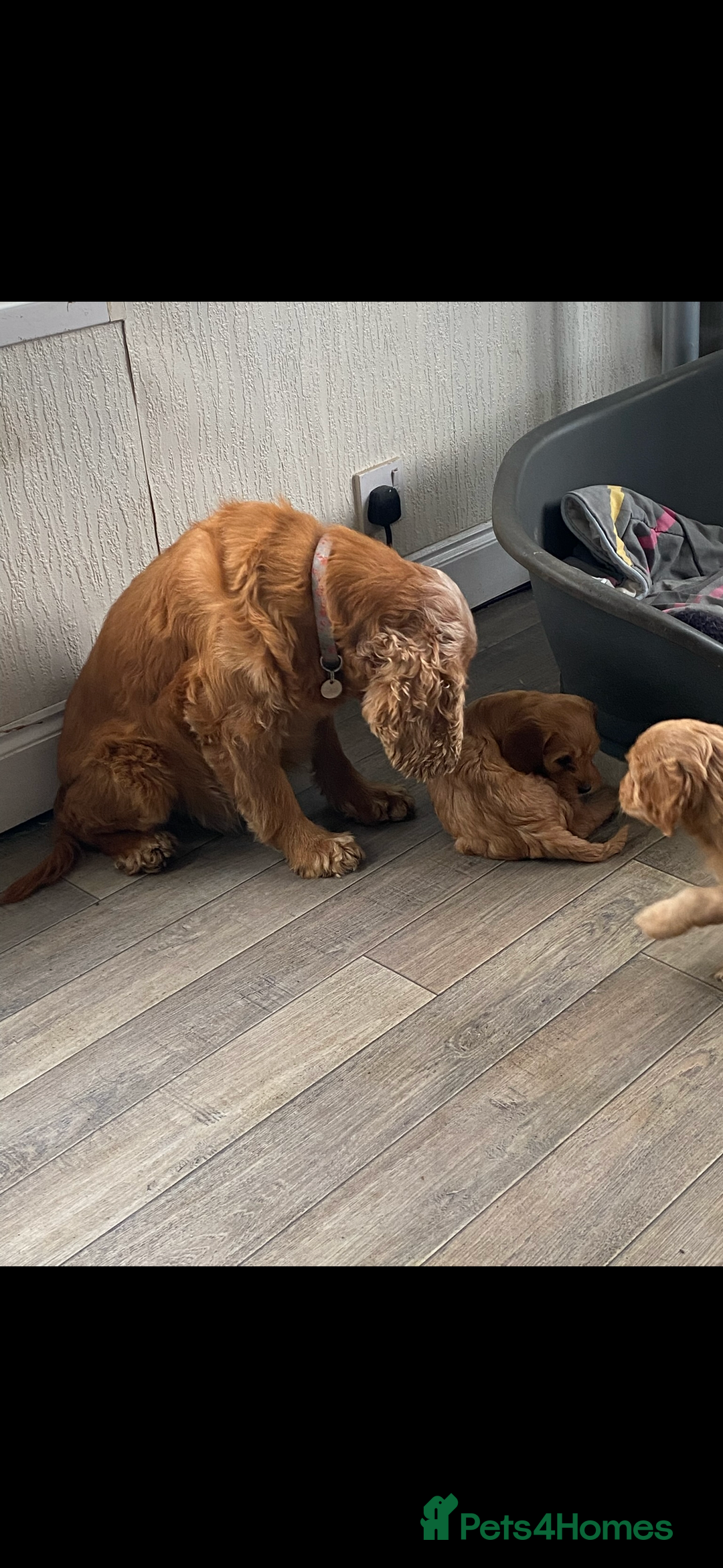 Cockapoo dogs for sale: F1 Cockapoo puppies - Image 4