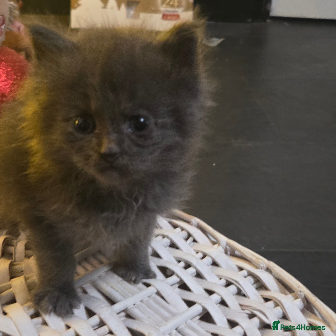 Maine Coon cats for sale: Champion russian Maine coon kittens - Advert 30