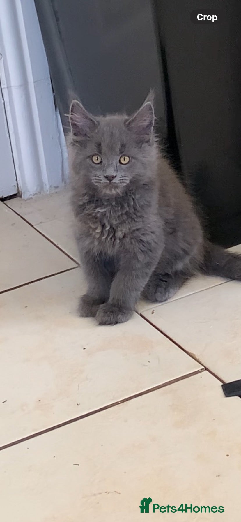 Maine Coon cats Beautiful Maine coon kittens  - Advert 2