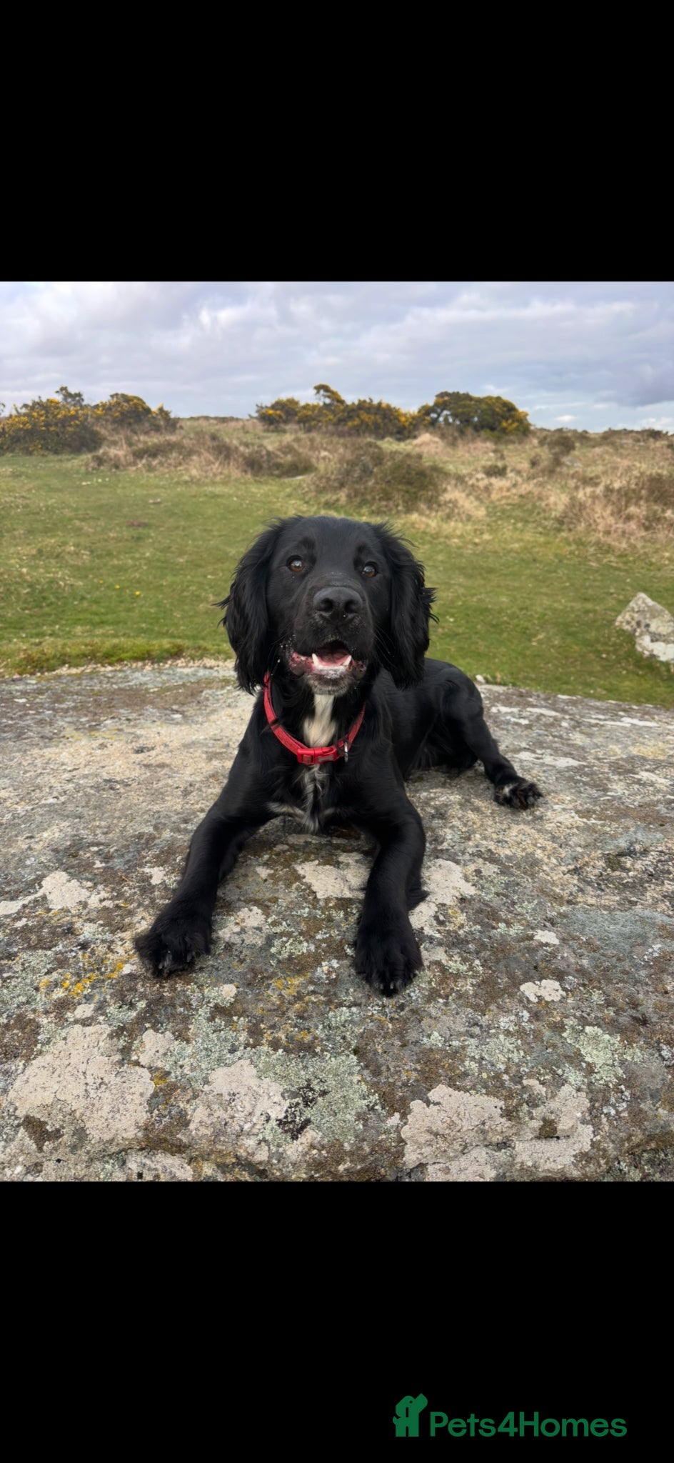 Cocker Spaniel dogs Adorable Cocker Spaniel Puppies  🐾 - Advert 1