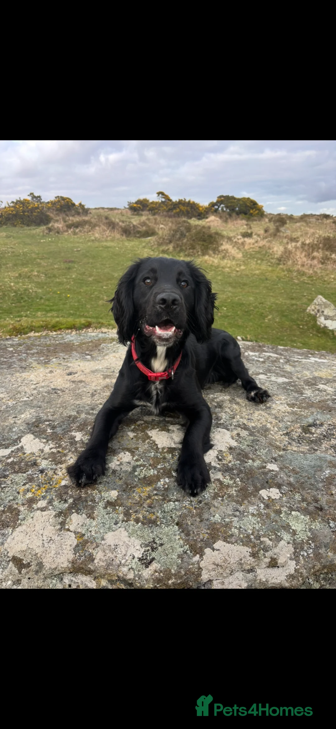 Cocker Spaniel dogs for sale: Adorable Cocker Spaniel Puppies  🐾 - Advert 1