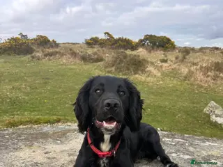 Cocker Spaniel dogs Adorable Cocker Spaniel Puppies 🐾 - Advert 4